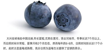 武當(dāng)南美人野生藍(lán)莓酒精品禮盒 果酒 冰酒