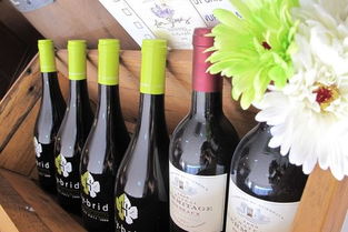 青島七號(hào)酒 藍(lán)莓酒香中的城市印記與味覺之旅